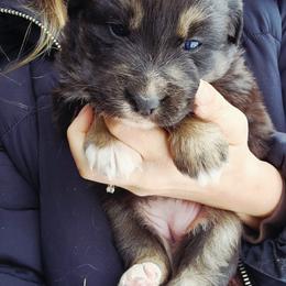 Stellar - Black tri-color female Australian Shepherd puppy in Cable, Ohio from Resolute Aussies