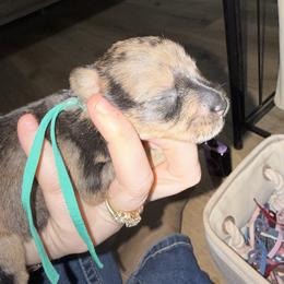 Green Collar - Merle male Schnoodle puppy in Winchester, Tennessee from Mahaffey’s Doodles