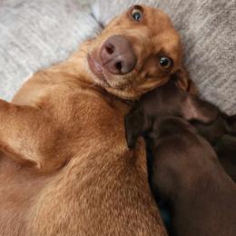 Dachshund All Grown Up from BlackPine Kennels