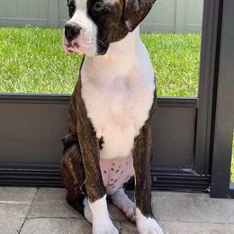 Boxer Puppies from Starlight Boxer Corner