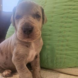 Beans- Merle Female - Merle female Great Dane puppy in Grass Lake, Michigan from Harrison Danes