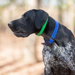 Mavrick - German Shorthaired Pointer