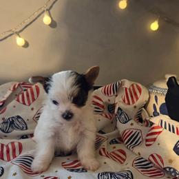Frost - Parti male Yorkshire Terrier puppy in Clarksburg, Indiana from Hidden Gems Parti Yorkies