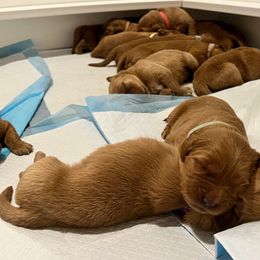 Golden Retriever Puppies from Blanco River Field Golden Retrievers