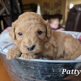 Aussiedoodle, Bernedoodle, Bernese Mountain Dog, Cavapoo, Poodle, and Sheepadoodle Puppies from Draper Mountain Doodles