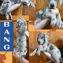 BANG - Merle male Great Dane puppy in Wellsville, New York from Prophecy Danes