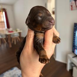 Female phantom - Red phantom female Aussiedoodle puppy in Spring Hill, Florida from Pawprint Dreams Boarding and Kennel