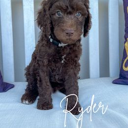 Ryder - Chocolate Goldendoodle puppy in Miami, Florida from Kalidoodlee