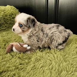 Bell - Blue merle female Toy Australian Shepherd puppy in Pickens, South Carolina from Reflections of Star Crest Kennel