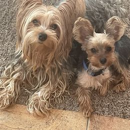 Yorkshire Terrier All Grown Up from Cookie's Puppies