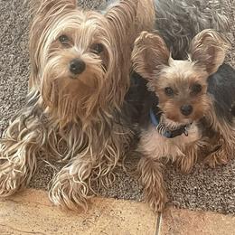 Yorkshire Terrier All Grown Up from Cookie's Puppies