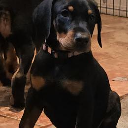 Pink girl - Black and rust female Doberman Pinscher puppy in Houston, Texas from Draggin Dobermans & Great Danes