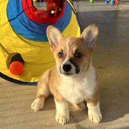 Girl 2 - Red female Pembroke Welsh Corgi puppy in Surprise, Arizona from Ruff and Rowdy Corgis