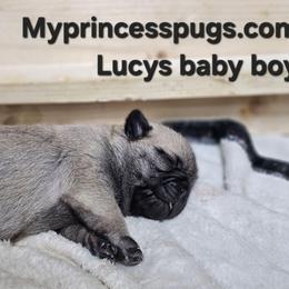 Baby boy - Fawn male Pug puppy in Kodak, Tennessee from My Princess Pugs