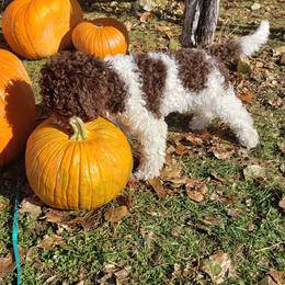 Lagotti Romagnoli from Con Brio Lagotto Romagnolos