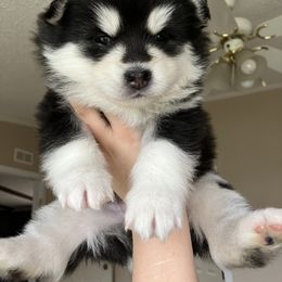 Pomsky Puppies from CNY Pocket Pomskies