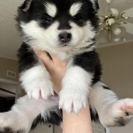 Pomsky Puppies from CNY Pocket Pomskies