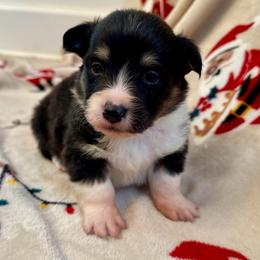 Blue Collar Boy Buddy - Black and tan male Pembroke Welsh Corgi puppy in Paris, Kentucky from Flat Run Corgis