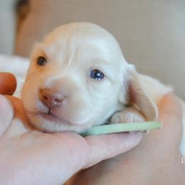 Cashmere Cloud - Cream male Dachshund puppy in Cantonment, Florida from Dreamheart Dachshunds LLC