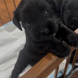 Miniature Schnauzer Puppies from Blue Ribbon Schnauzers
