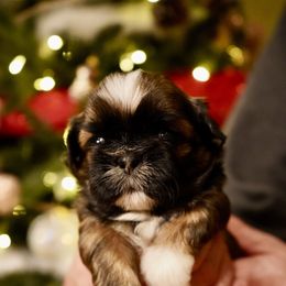 Shih Tzu Puppies from Chrysanthemum Creek