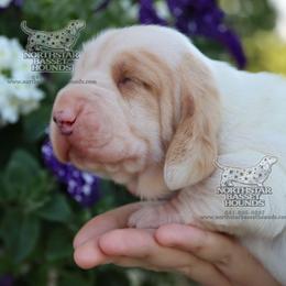 Prime - Red and white male Basset Hound puppy in Pollock, Missouri from Northstar