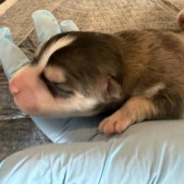 Pepe le pew - Tri-color female Pomsky puppy in Grandview, Washington from Alyssa’s Pomskies