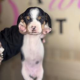 Dachshund puppies from Pine & Pasture Dachshunds