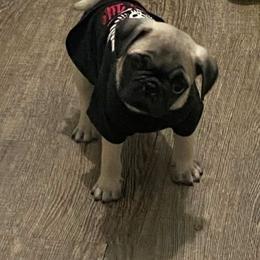 Tater - Fawn male Pug puppy in Olin, North Carolina from Piggy Pugs