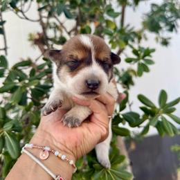 Rita - Red speckled female Australian Cattle Dog puppy in Sahuarita, Arizona from A2 Australian Cattle Dogs