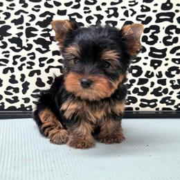 Doby - Blue and gold male Yorkshire Terrier puppy in Monticello, Iowa from Ashley’s Puppies