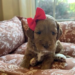 Aspen - Red female Australian Labradoodle puppy in Summerfield, North Carolina from Four Oaks Labradoodles