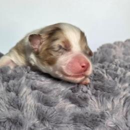 Sol - Red merle male Australian Shepherd puppy in Jameson, Missouri from Sky Creek