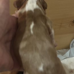 Cavalier King Charles Spaniel All Grown Up from Cutie Pie Cavaliers