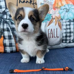 Mando - Black and tan male Pembroke Welsh Corgi puppy in Battle Ground, Washington from Westbrooke Kennels