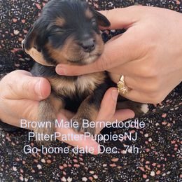 Bernedoodle Puppies from Pitter Patter Puppies NJ