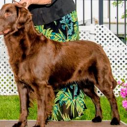 Hannah - Flat-Coated Retriever