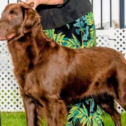 Hannah - Flat-Coated Retriever