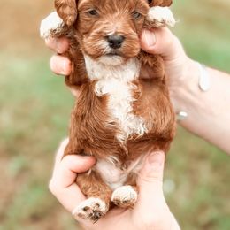 Bernedoodle and Goldendoodle Puppies from Supreme Doodles of Texas