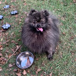 Boogins - Pomeranian