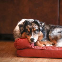 Miniature American Shepherd and Miniature Australian Shepherd All Grown Up from Impression Dogs