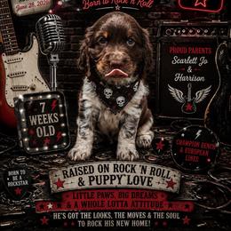 Jagger - Tri-Roan male English Springer Spaniel puppy in Cookeville, Tennessee from Krossroads Kennel