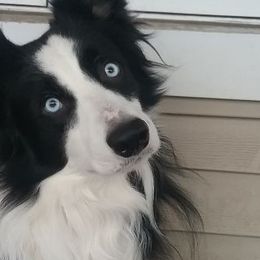 Border Collies from Dhumoor Border Collies
