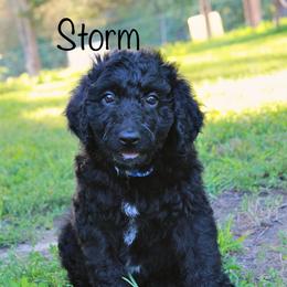 Storm - Black and white male Aussiedoodle puppy in Kings Mountain, North Carolina from Champion Farms Doodles