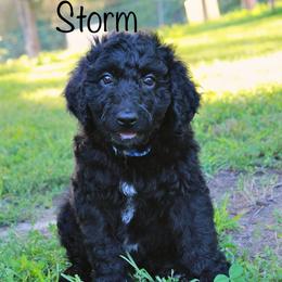 Storm - Black and white male Aussiedoodle puppy in Kings Mountain, North Carolina from Champion Farms Doodles