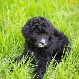 Marigold - Black and white female Bernedoodle puppy in Lewiston, Maine from Stillwater Bernedoodles