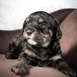 Black and Tan Boy - Black and tan male Cavapoo puppy in Newport Beach, California from WW Cavapoos