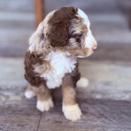 Hershey - Chocolate merle male Bernedoodle puppy in Saint Francis, Kansas from Land of Oz Doodles