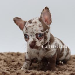 Henry (has overbite) - Merle male Chihuahua puppy in Tulsa, Oklahoma from H-3 Chihuahuas