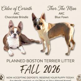 Boston Terrier puppies from Bogan's Boston's